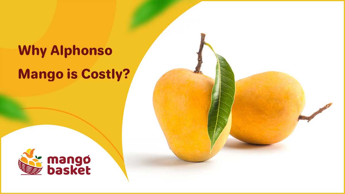 Alphonso Mango Cost