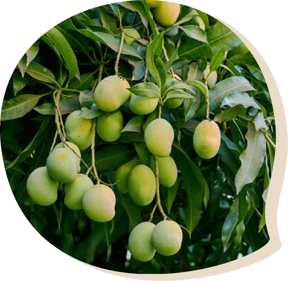 ratnagiri alphonso mango