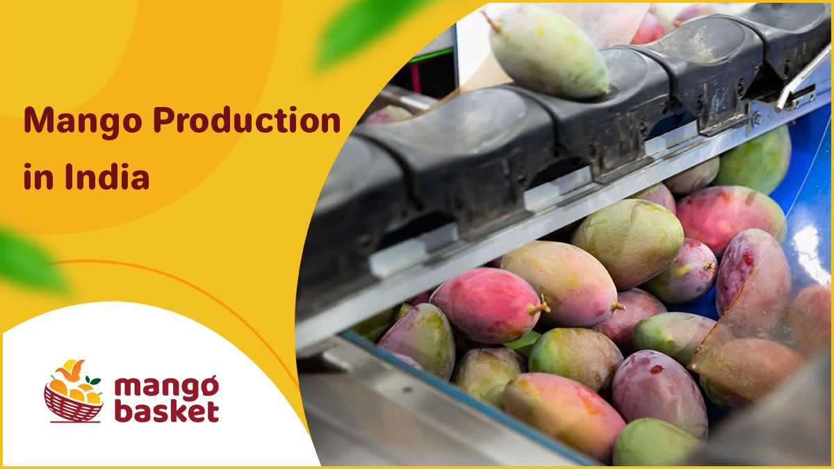 Mango Production In India