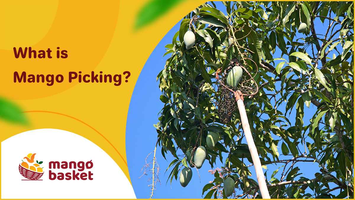 mango picking