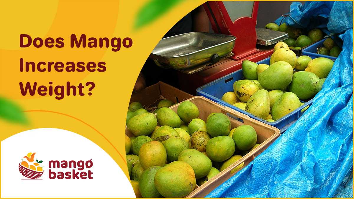 Does Mango Increases Weight