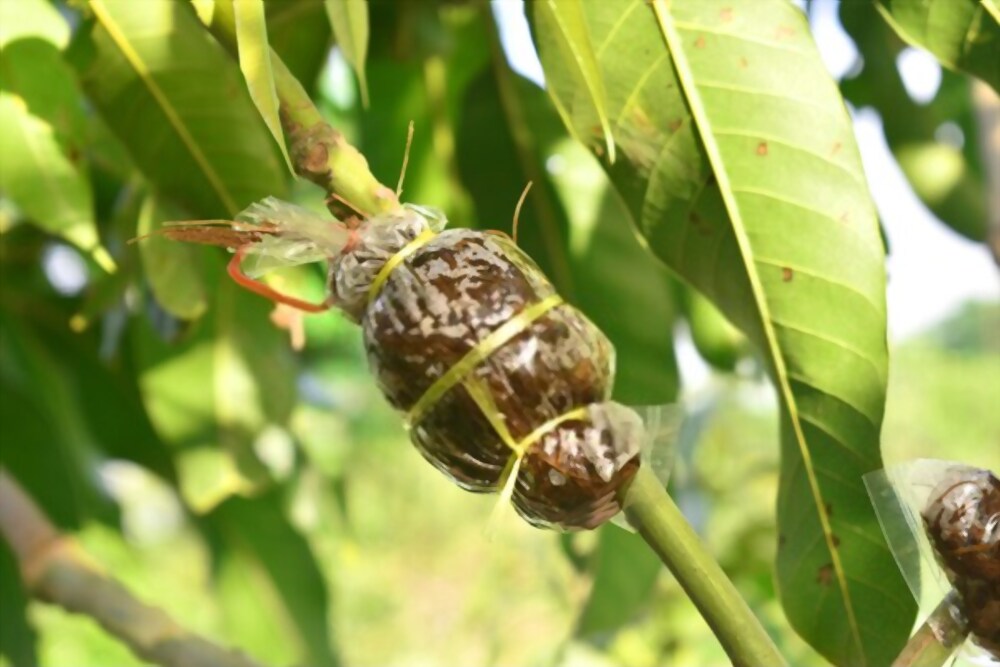 mango grafting methods