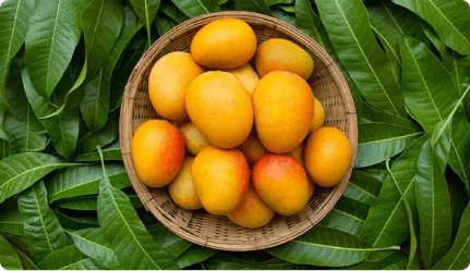 Basket Of Mangoes