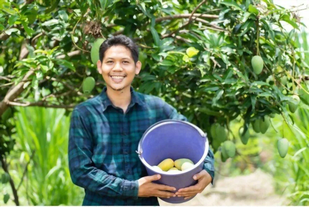 harvesting mango from a tree