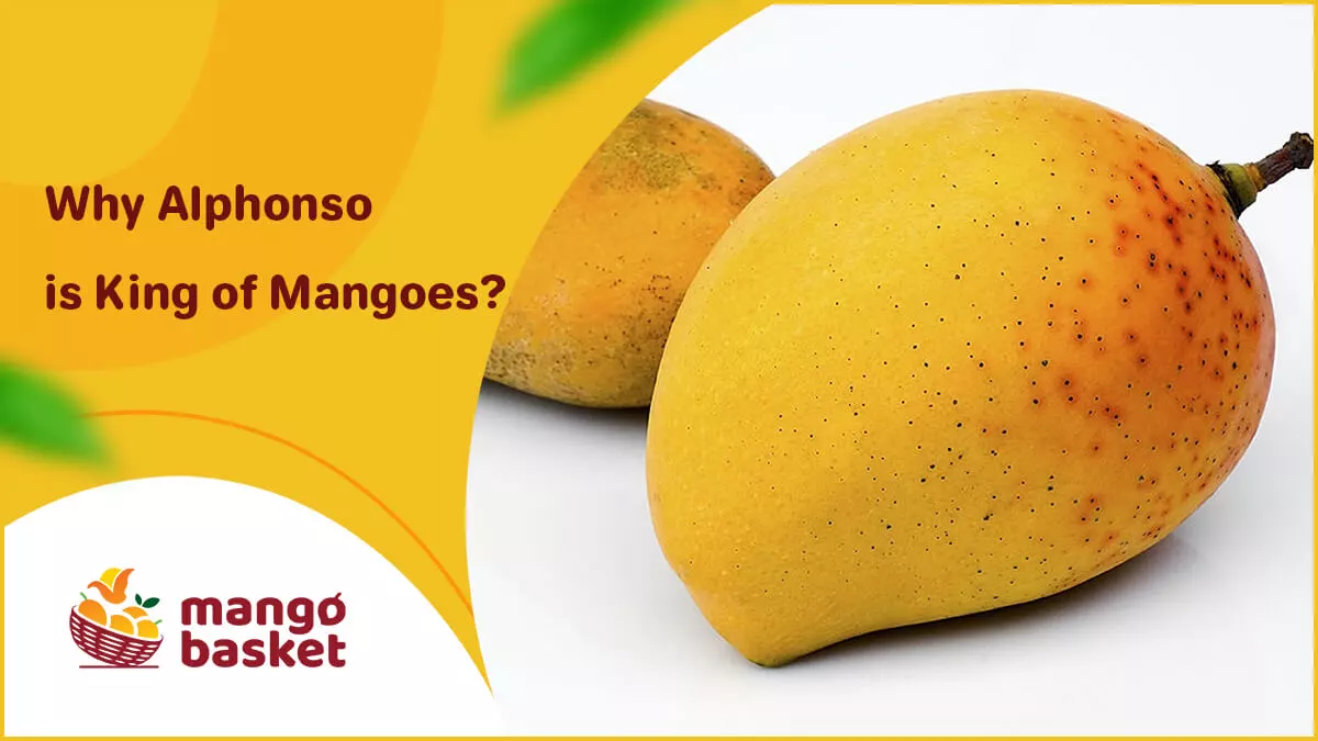 King of Mangoes